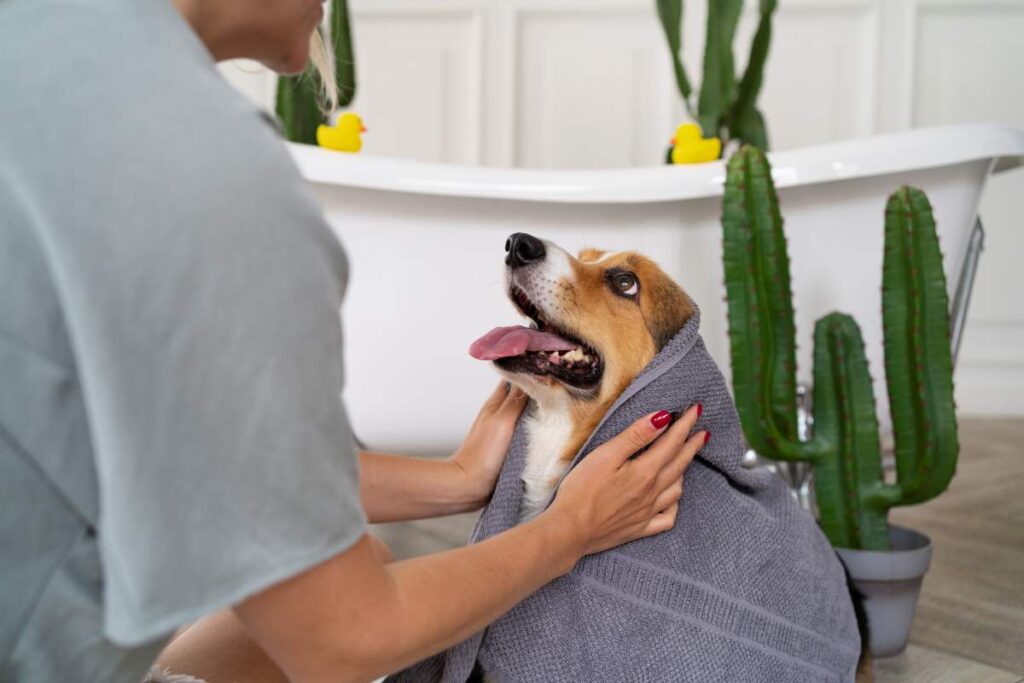 Pet Care Services