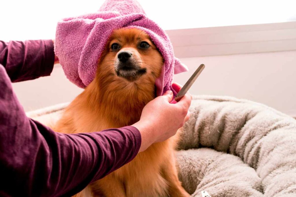 Pet Grooming Salon Business