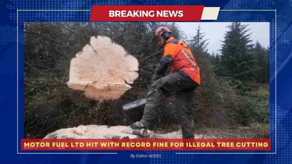 Motor Fuel Ltd was fined a record amount for cutting down illegal trees near petrol stations Motor Fuel Ltd Hit with Record Fine